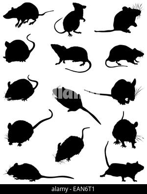 mouses Stock Photo
