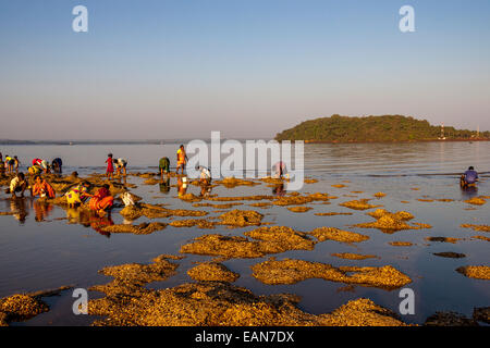 Local People Collecting Shellfish, Panjim, Goa, India Stock Photo - Alamy