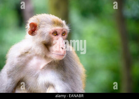 Macaque at Qianling Hill Park in Guiyang, China. Stock Photo