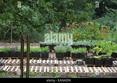 Vegetables farmed in plant boxes in an urban gardening project in Germany Stock Photo