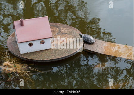 A turtle returning to its home, a toy cottage on an island in a garden pond Stock Photo
