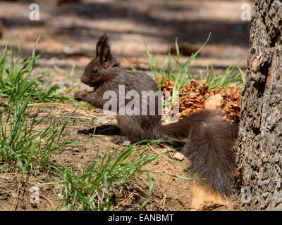 Abert's Squirrel (Sciurus aberti) a.k.a. tassel-eared squirrel Stock Photo