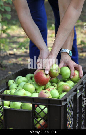 Close-up of hands gathering apples in an urban gardening project Stock Photo