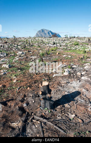 A barren landscape after a wildfire or forest fire at Cap de Sant Antoni Javea Spain withe Mongo mountain in the background Stock Photo