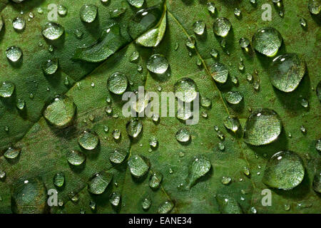 Water Drops Dew On Green Leaf Detail Stock Photo