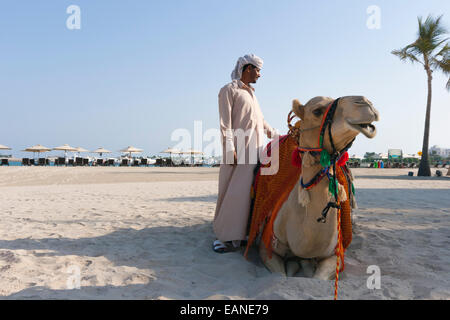 Abu Dhabi, United Arab Emirates. Camels on beach. Stock Photo