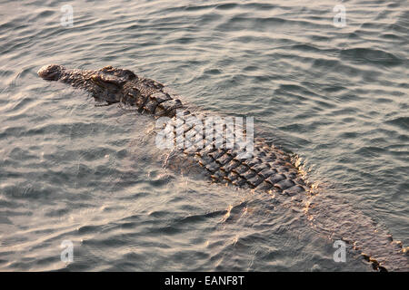 A half-submerged crocodile swimming in a river. Stock Photo