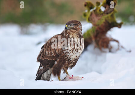 Common buzzard in winter time Stock Photo