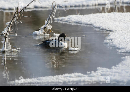 Young male Common Goldeneye Bucephala clangula in winter Stock Photo