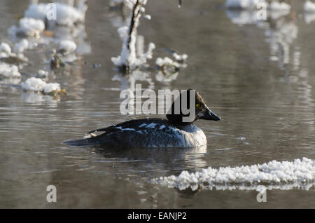 Young male Common Goldeneye Bucephala clangula in winter Stock Photo