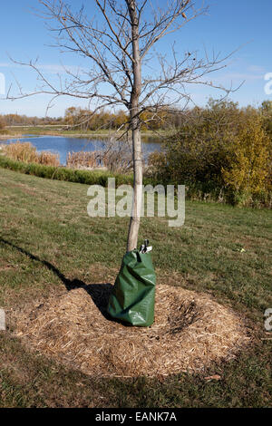 tree roots mulched with straw and treegator slow release watering bag Saskatchewan Canada Stock Photo
