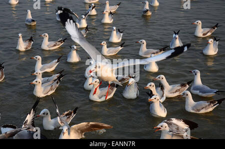 Sibearian seagulls flying at the Sangam, the confluence of the rivers Ganges, Yamuna and the mythical Saraswathi, in Allahabad. © Prabhat Kumar Verma/Pacific Press/Alamy Live News Stock Photo