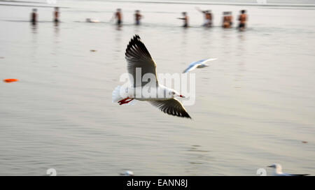 Sibearian seagulls flying at the Sangam, the confluence of the rivers Ganges, Yamuna and the mythical Saraswathi, in Allahabad. © Prabhat Kumar Verma/Pacific Press/Alamy Live News Stock Photo