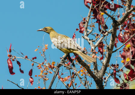 Little Friarbird, Philemon citreogularis at Mt Hart, the Kimberley, WA, Australia Stock Photo