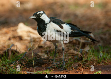 Magpie Lark, Grallina cyanoleuca at Mt Hart, the Kimberley, WA, Australia Stock Photo