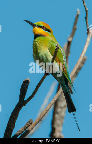 Rainbow Bee-eater, Merops ornatus at Mt Hart, the Kimberley, WA, Australia Stock Photo