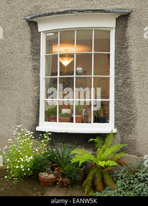 Window, white painted frame in stone wall of cottage, group of pot plants with emerald foliage & white flowers below window Stock Photo