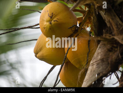 4 yellow coconuts on a plam tree Stock Photo