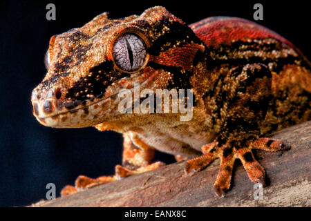 Gargoyle gecko / Rhacodactylus auriculatus Stock Photo