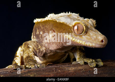 Crested gecko / Rhacodactylus ciliatus Stock Photo