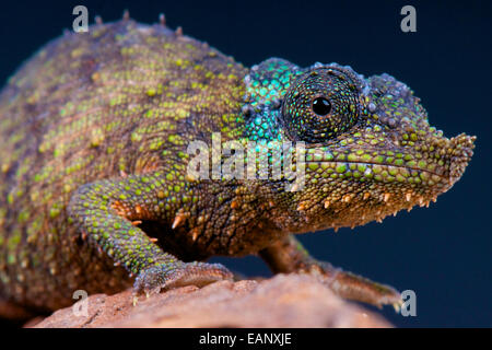 Rosette-nosed chameleon / Rhampholeon spinosus Stock Photo