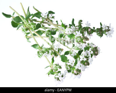 Green fresh thyme with flowers on a white background. Stock Photo