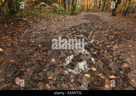 muddy squelchy sloppy trail created by ramblers through dense beech thicket footpath in mist and autumn colors Stock Photo