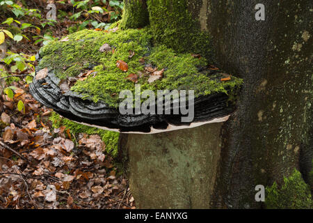 large bracket fungus over 50cm diameter on old living mature copper beech tree tree trunk base at ground level covered in moss Stock Photo