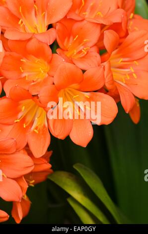 Natal lily (Clivia miniata) Stock Photo