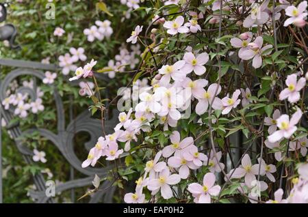 Anemone clematis (Clematis montana 'Rubens') Stock Photo