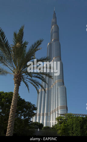 The Burj Khalifa, the world's tallest building, towering over palm tree and spearing into blue sky in city of Dubai UAE Stock Photo