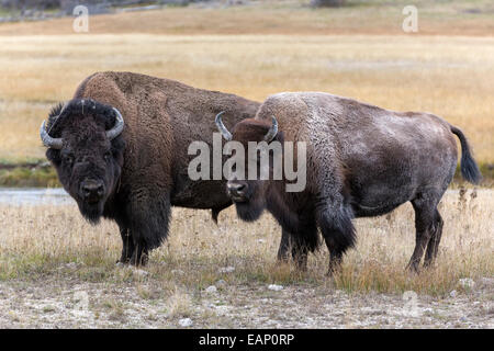 American Bison - Bull guarding cow during the annual rut Stock Photo