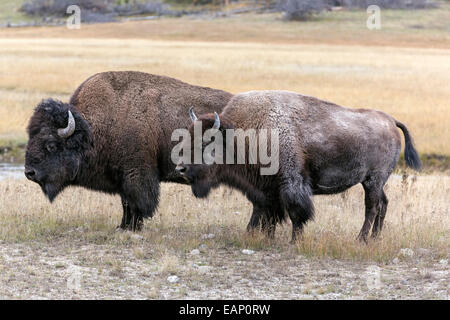 American Bison - Bull guarding cow during the annual rut Stock Photo