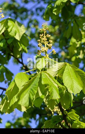 Common horse chestnut (Aesculus hippocastanum) Stock Photo
