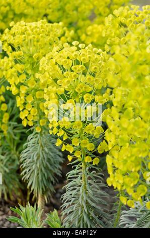 Large Mediterranean spurge (Euphorbia characias subsp. wulfenii) Stock Photo