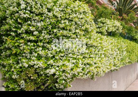 Star jasmine (Trachelospermum jasminoides) Stock Photo