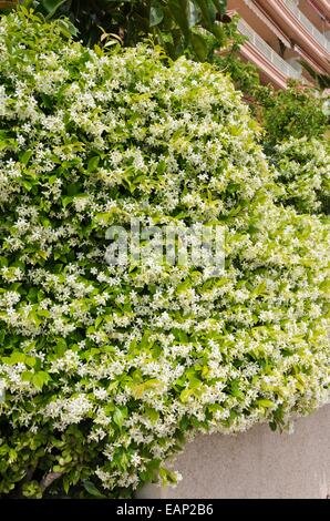 Star jasmine (Trachelospermum jasminoides) Stock Photo