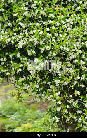 Star jasmine (Trachelospermum jasminoides) Stock Photo