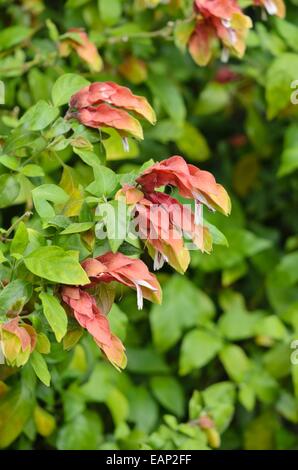 Shrimp plant (Justicia brandegeana) Stock Photo