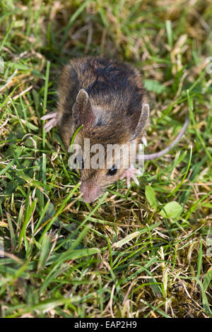 close up of a wood mouse Stock Photo