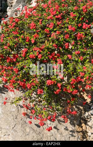 Crown of thorns (Euphorbia milii var. splendens) Stock Photo