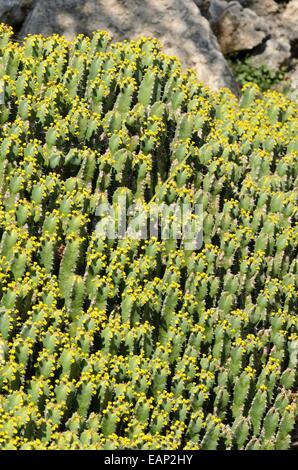 Resin spurge (Euphorbia resinifera) Stock Photo