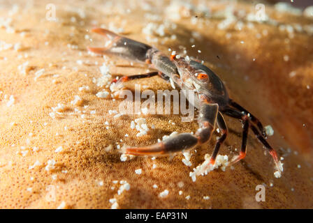 Black coral crab - Quadrella Moalboal maculosa - Cebu - Philippines Stock Photo