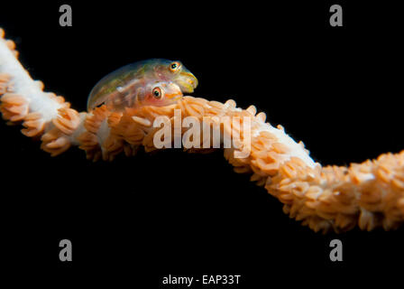 Wire coral goby - Bryaninops yongei -  Moalboal - Cebu - Philipphines - Pacific Ocean Stock Photo