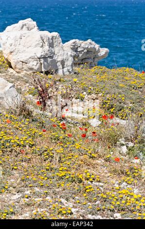 Mediterranean beach daisy (Asteriscus maritimus) and corn poppy (Papaver rhoeas) Stock Photo