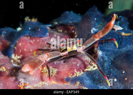 Black coral crab - Quadrella Moalboal maculosa - Cebu - Philippines Stock Photo