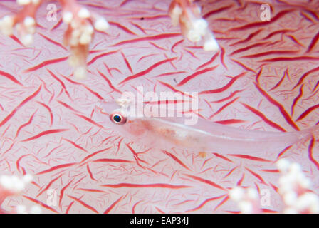 Softcoral ghost goby - Pleurosicya boldinghi-  Moalboal - Cebu - Philippines Stock Photo