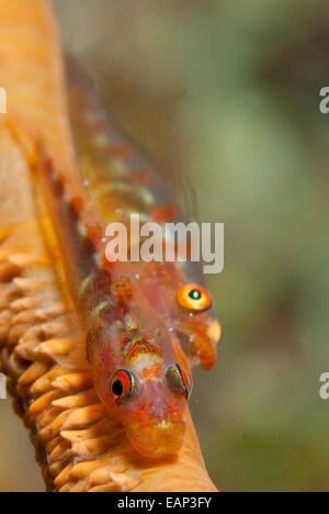 Wire coral goby - Bryaninops yongei -  Moalboal - Cebu - Philipphines - Pacific Ocean Stock Photo