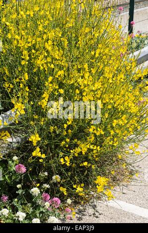 Spanish broom (Spartium junceum) Stock Photo