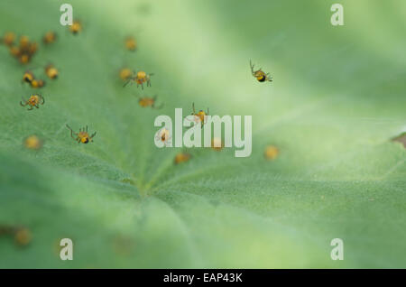 The European garden spider, Araneus diadematus, spiderlings newly emerged, suspended on silk. Stock Photo